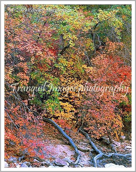 450612    Natures Gift of Colors in a Upper Zion Wash